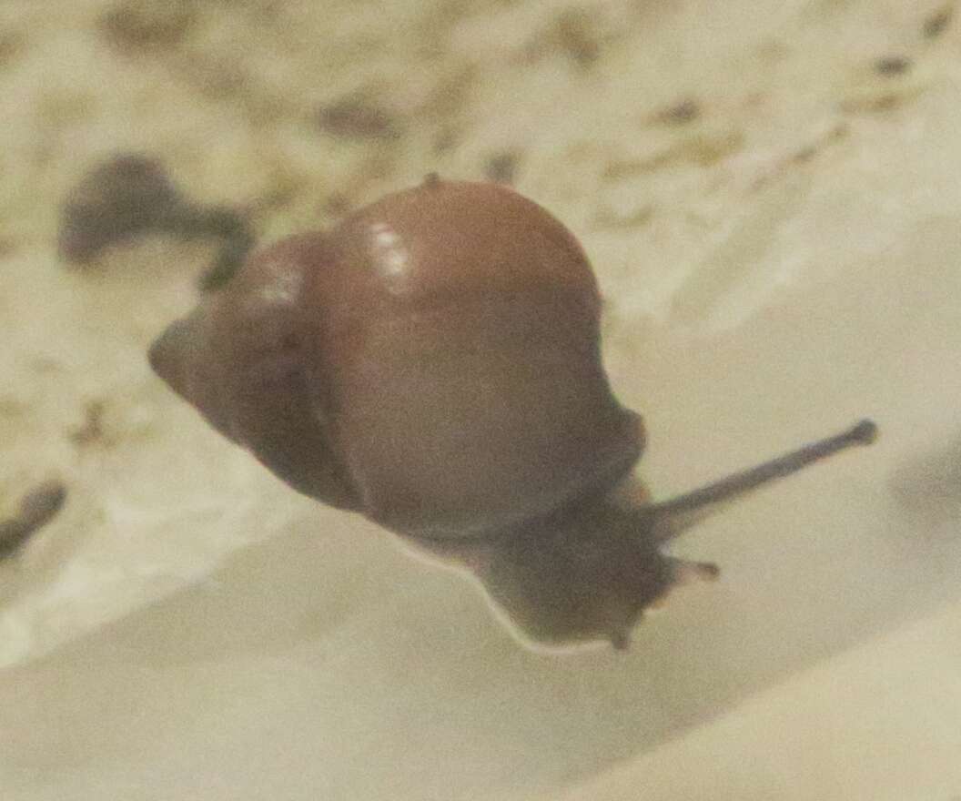 Image of Partula snail