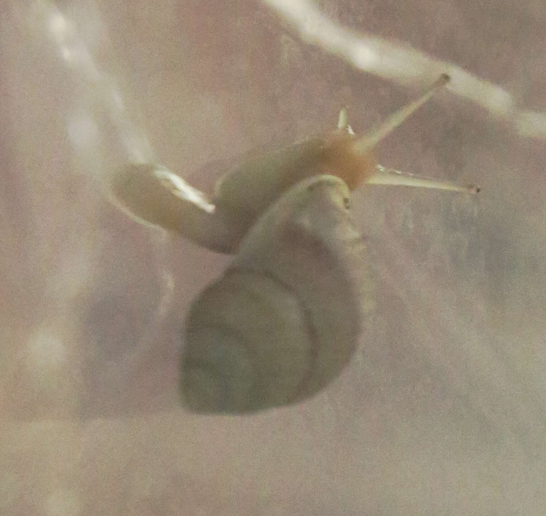 Image of Moorean Viviparous Tree Snail
