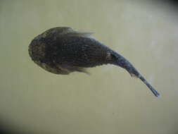 Image of Skilletfish