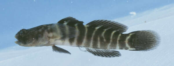 Image of Naked Goby