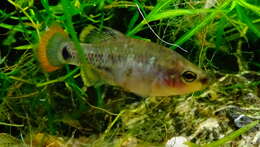 Image of Tequila Splitfin