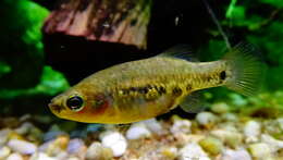 Image of Tequila Splitfin