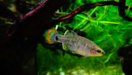 Image of Tequila Splitfin