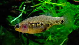 Image of Tequila Splitfin