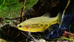 Image of Tequila Splitfin