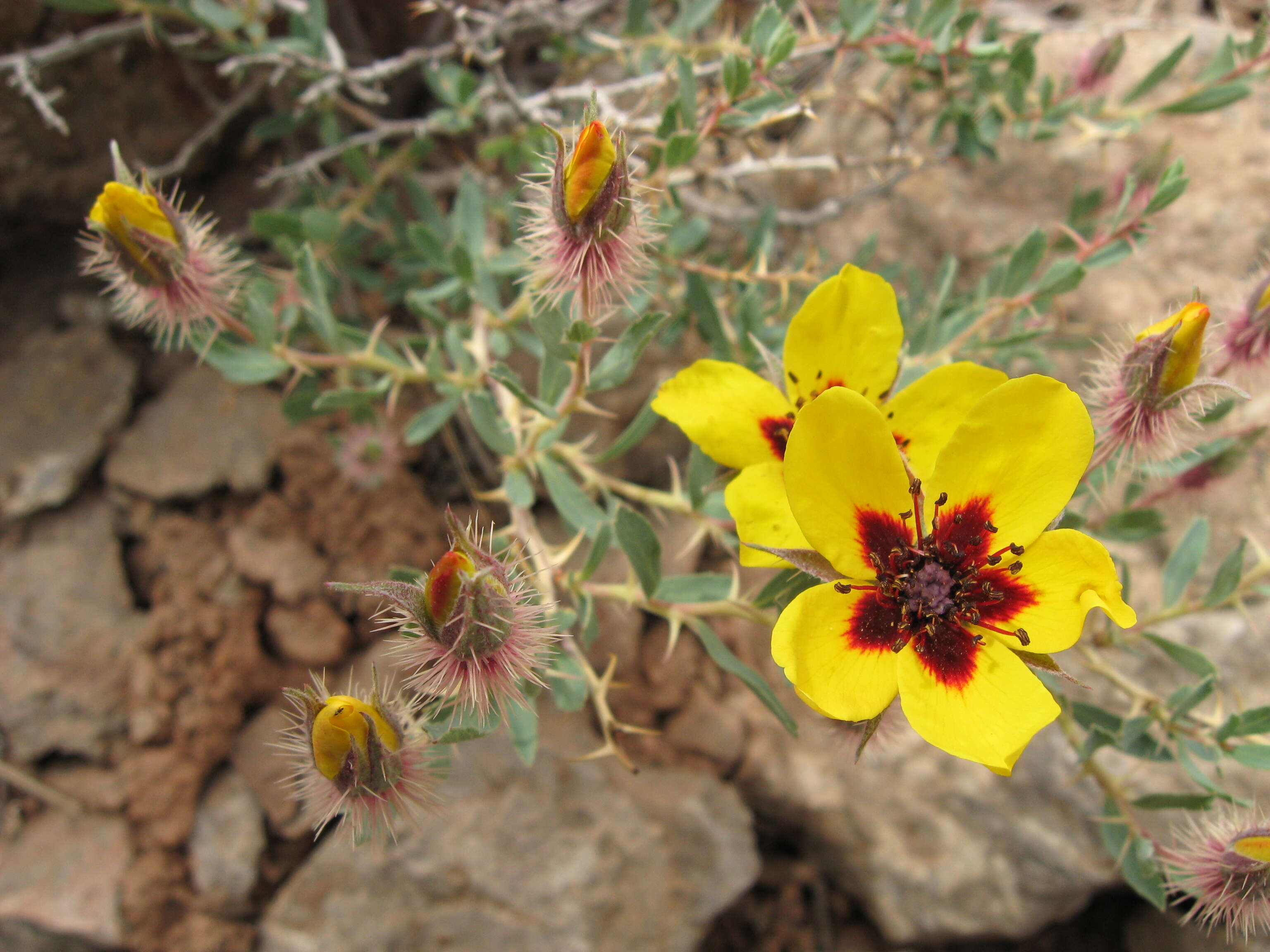 Image of Rosa persica Michx. ex J. F. Gmel.