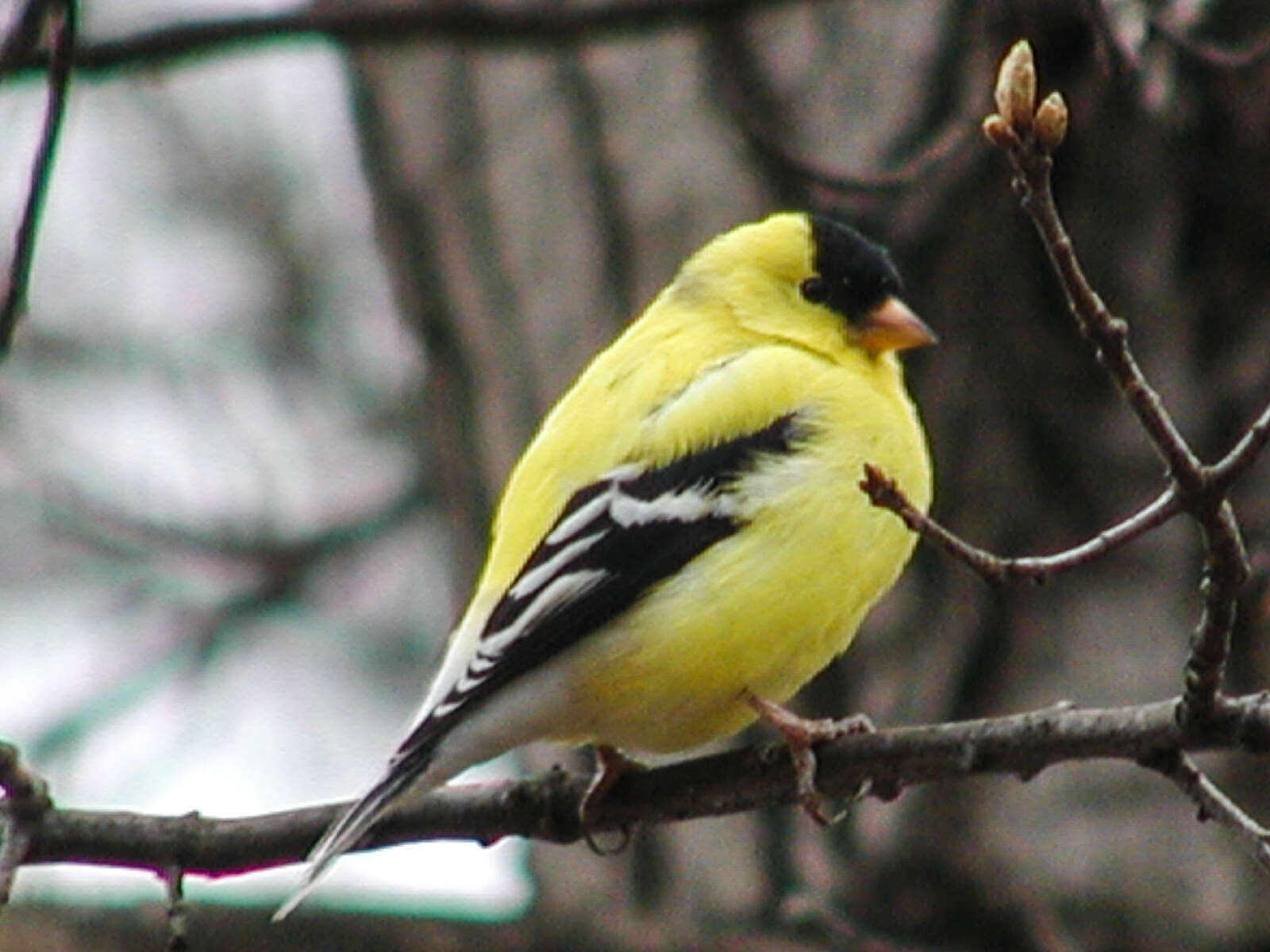 Image of American Goldfinch