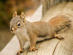 Image of pine squirrel