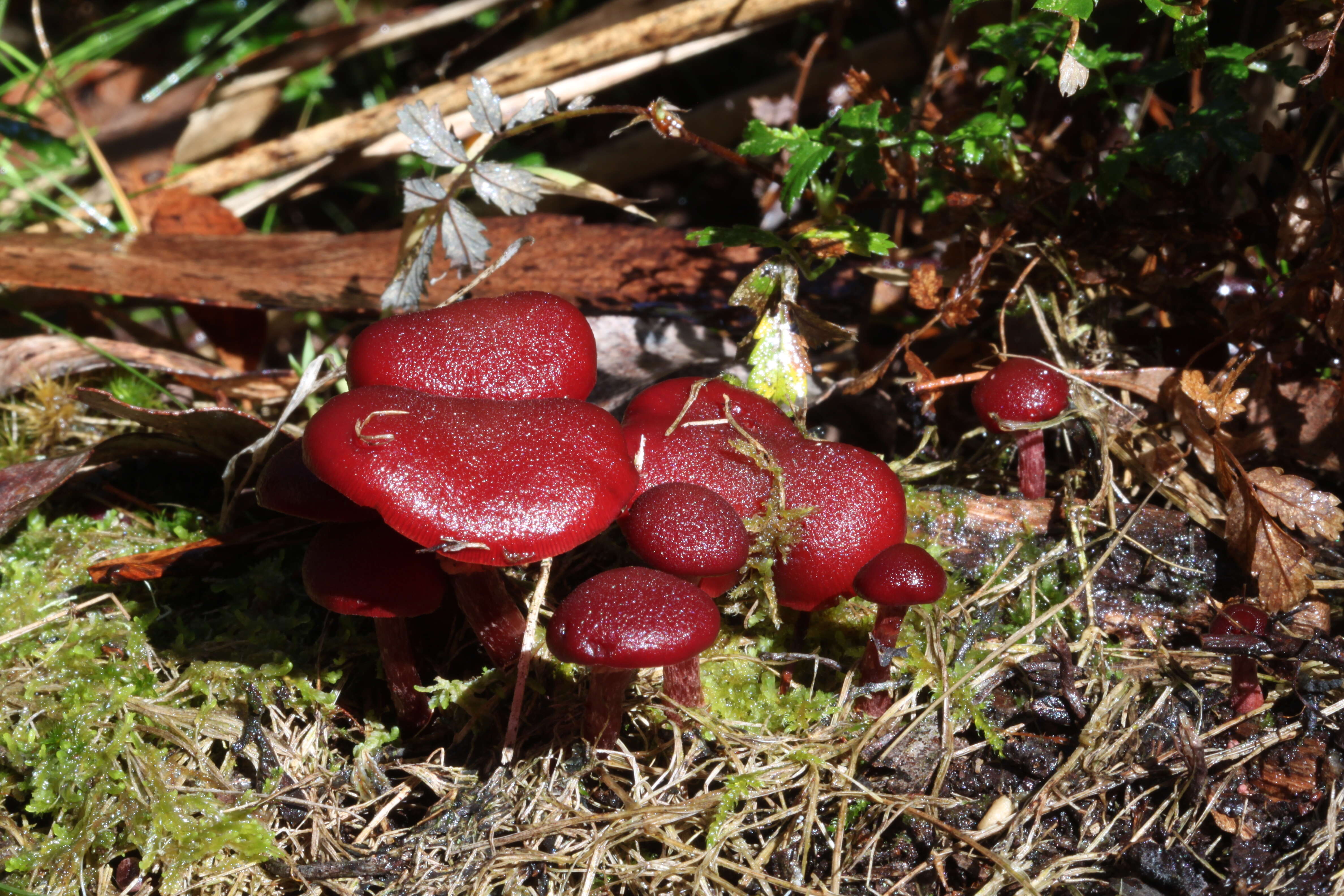 Image of Tubaria rufofulva (Cleland) D. A. Reid & E. Horak 1983