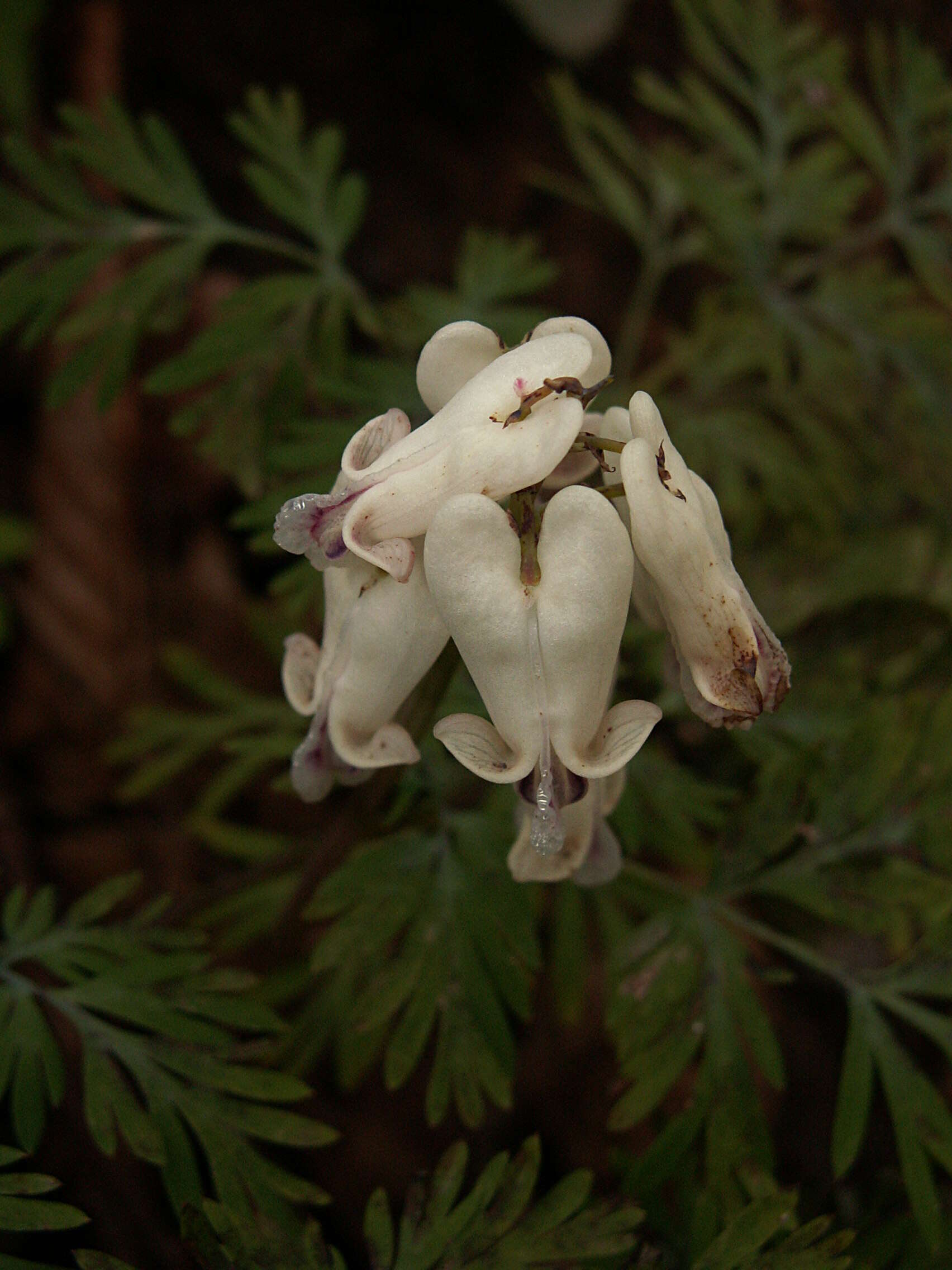 Image of squirrel corn