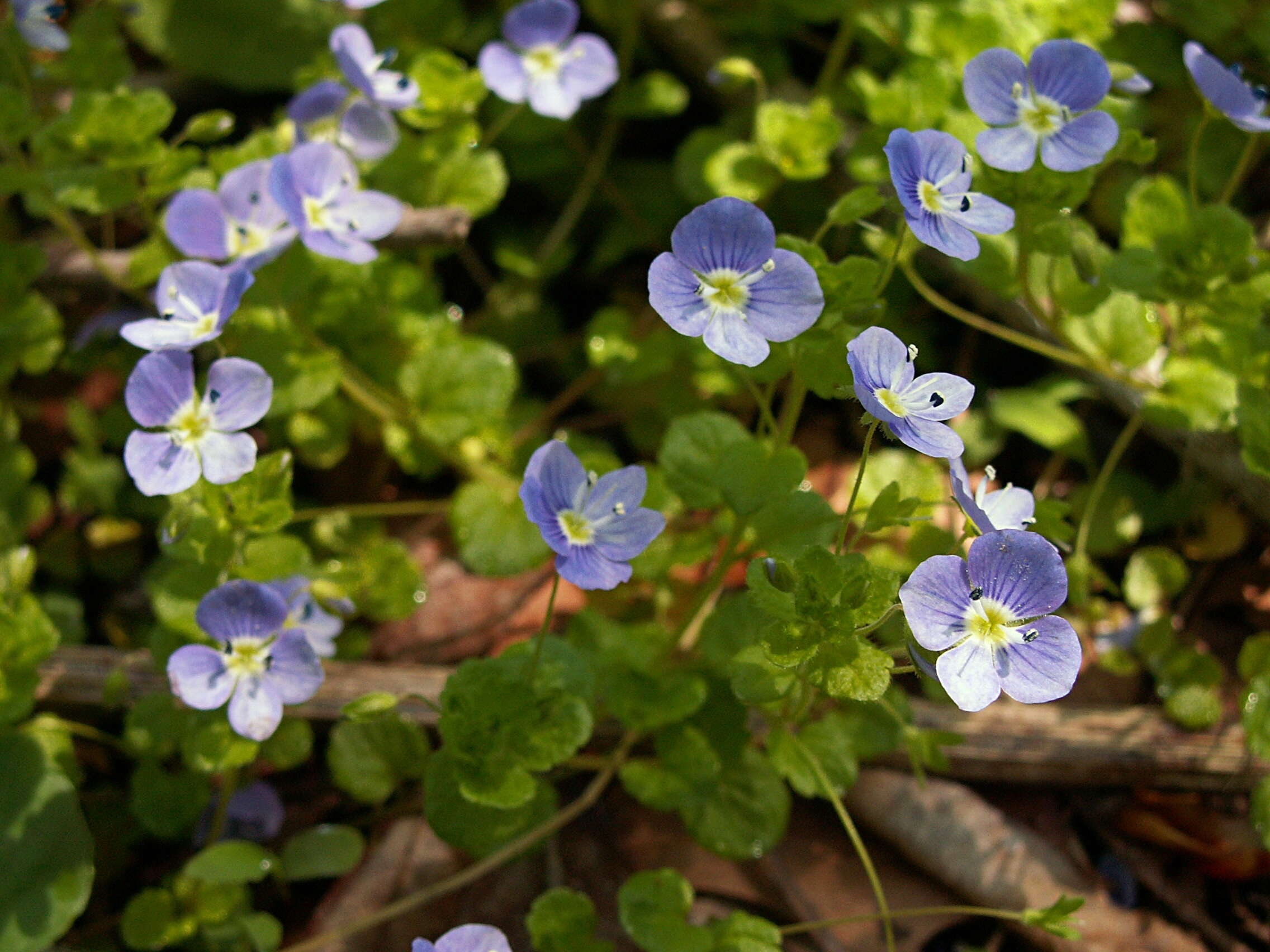 Image of slender speedwell