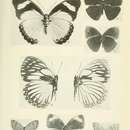 Image of Mycalesis persimilis Joicey & Talbot 1921