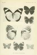 Image of Mycalesis persimilis Joicey & Talbot 1921