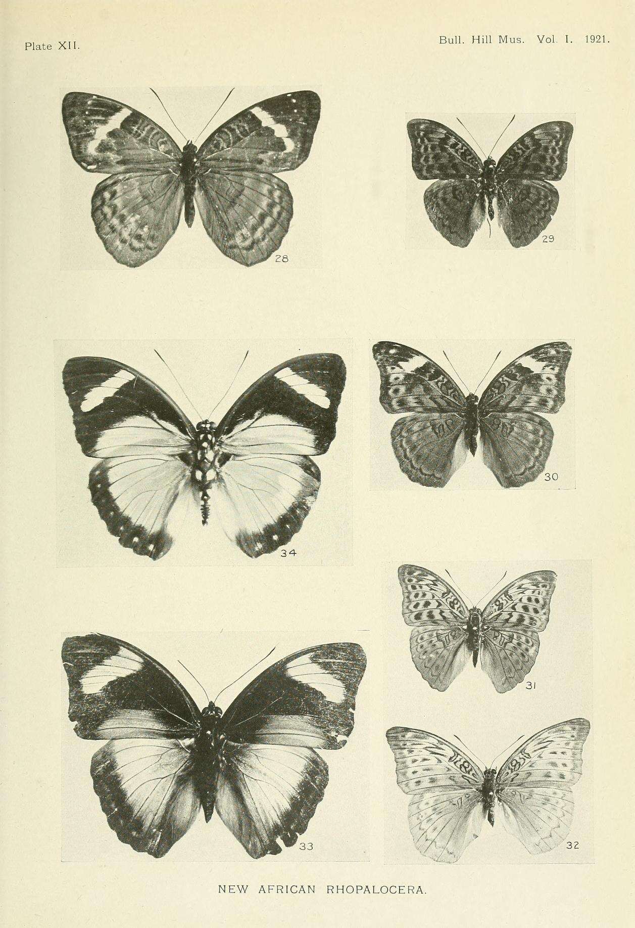 Image of Bebearia laetitioides Joicey & Talbot 1921