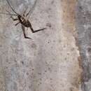 Image of Kentucky Cave Cricket