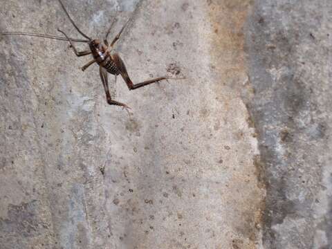 Image of Kentucky Cave Cricket