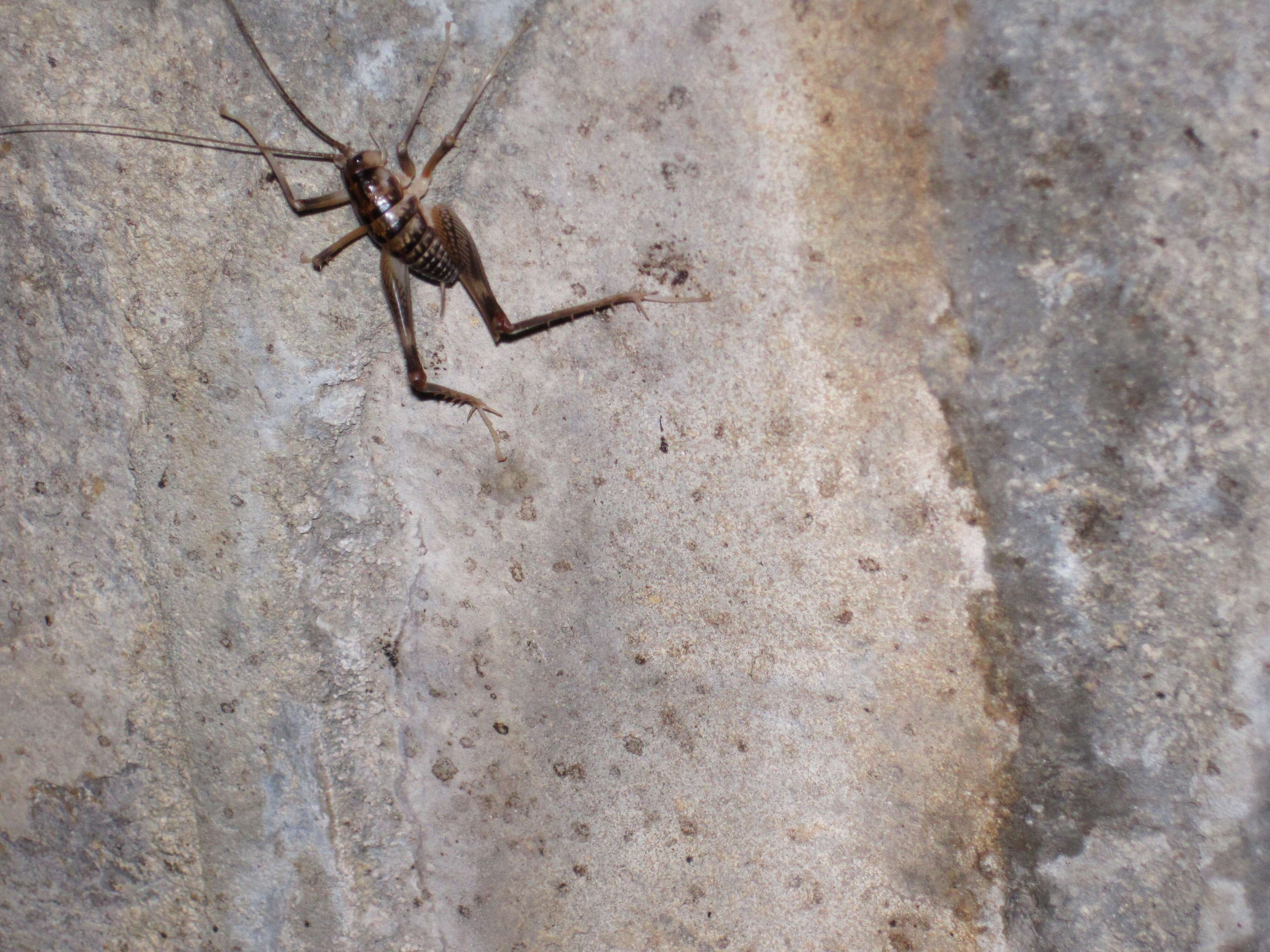 Image of Kentucky Cave Cricket