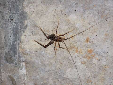 Image of Kentucky Cave Cricket