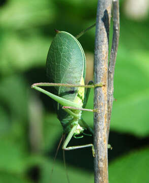 Image of Pterophylla