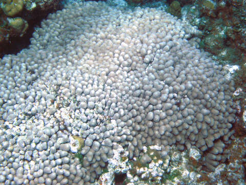 Image of Branched Finger Coral
