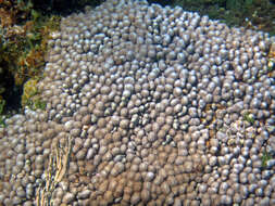 Image of Branched Finger Coral