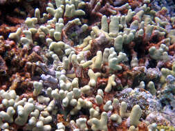 Image of Branched Finger Coral