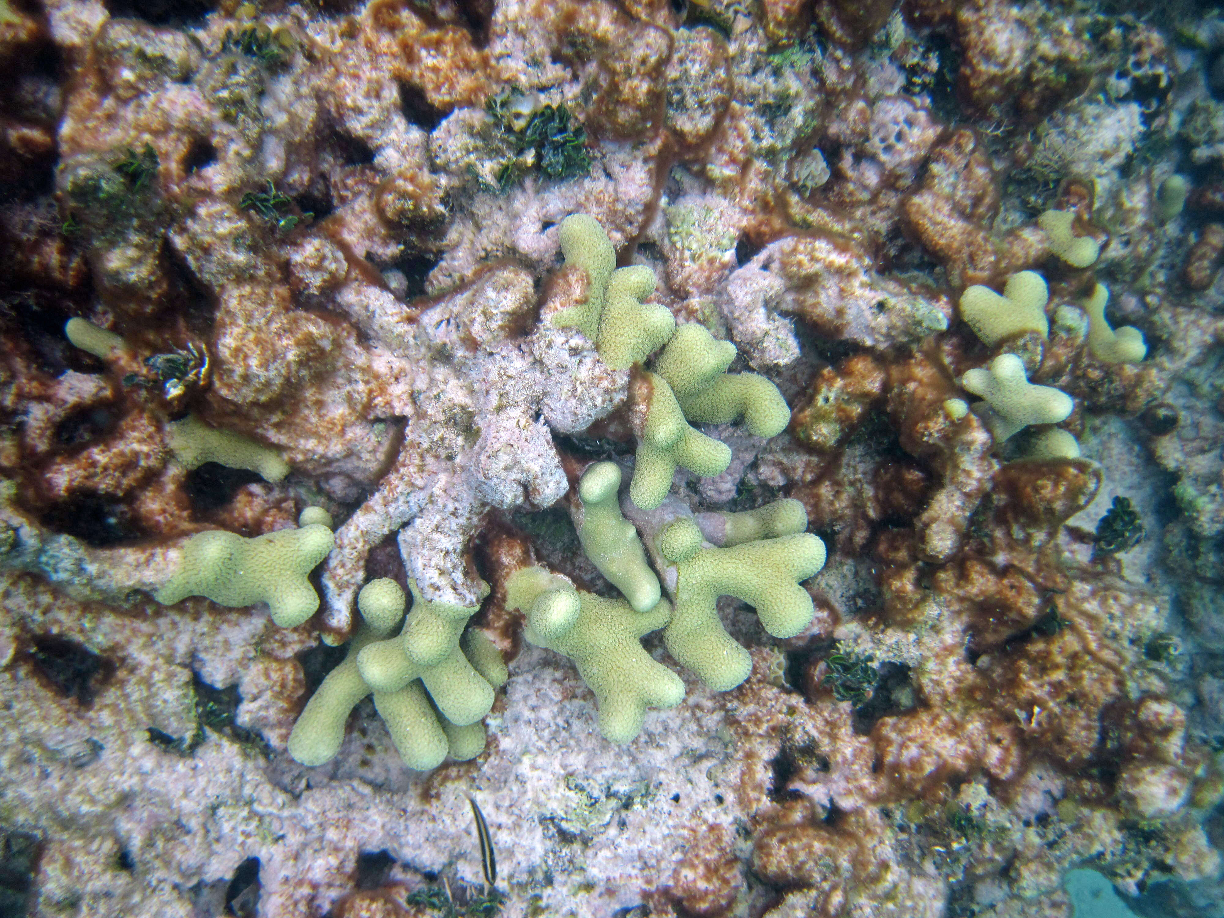 Image of Branched Finger Coral