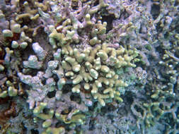 Image of Branched Finger Coral