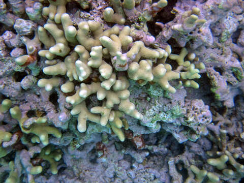 Image of Branched Finger Coral