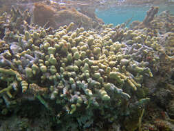 Image of Branched Finger Coral