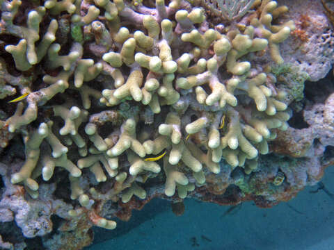 Image of Branched Finger Coral