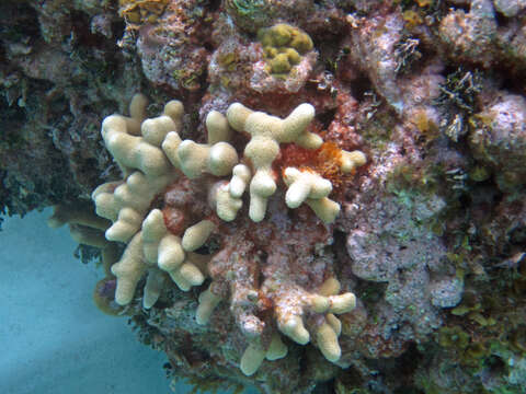 Image of Branched Finger Coral