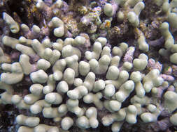 Image of Branched Finger Coral