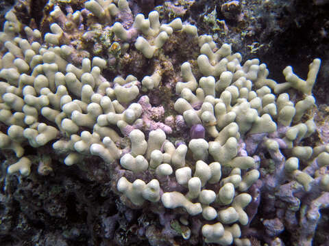 Image of Branched Finger Coral