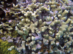 Image of Branched Finger Coral