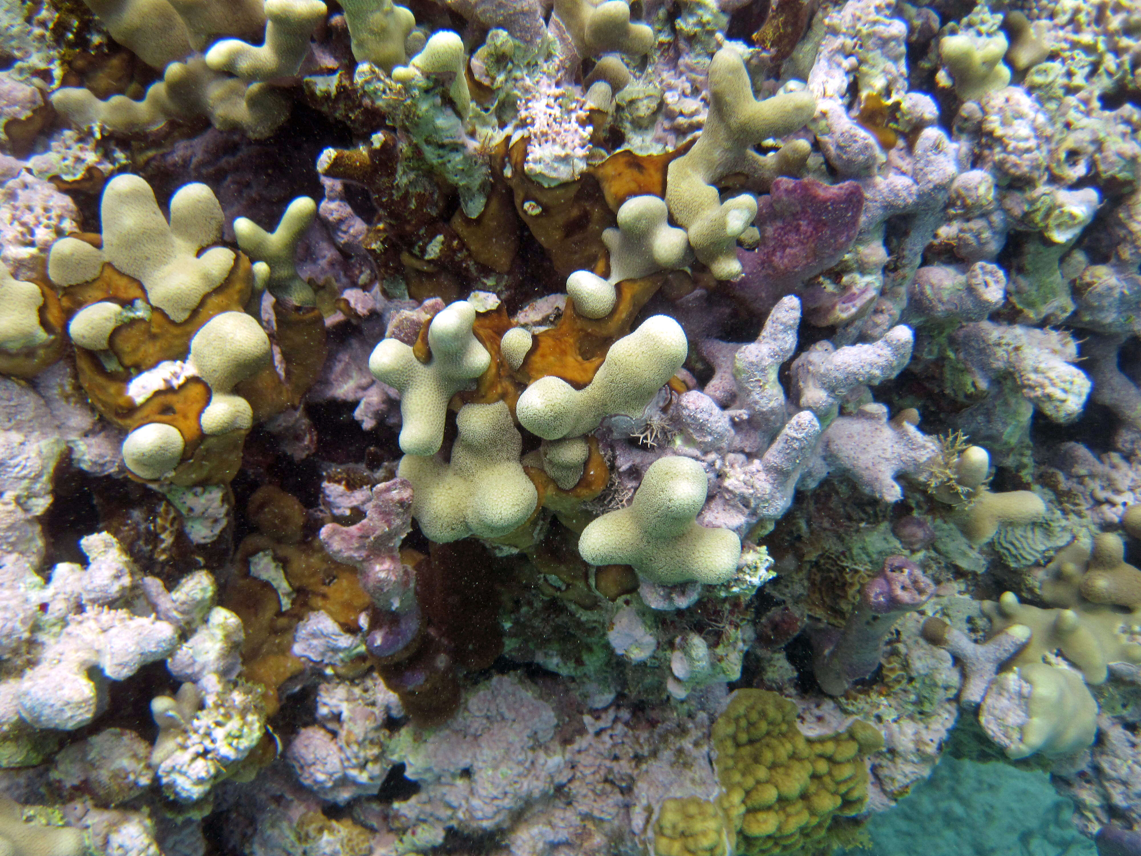 Image of Branched Finger Coral