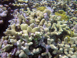 Image of Branched Finger Coral