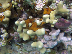 Image of Branched Finger Coral