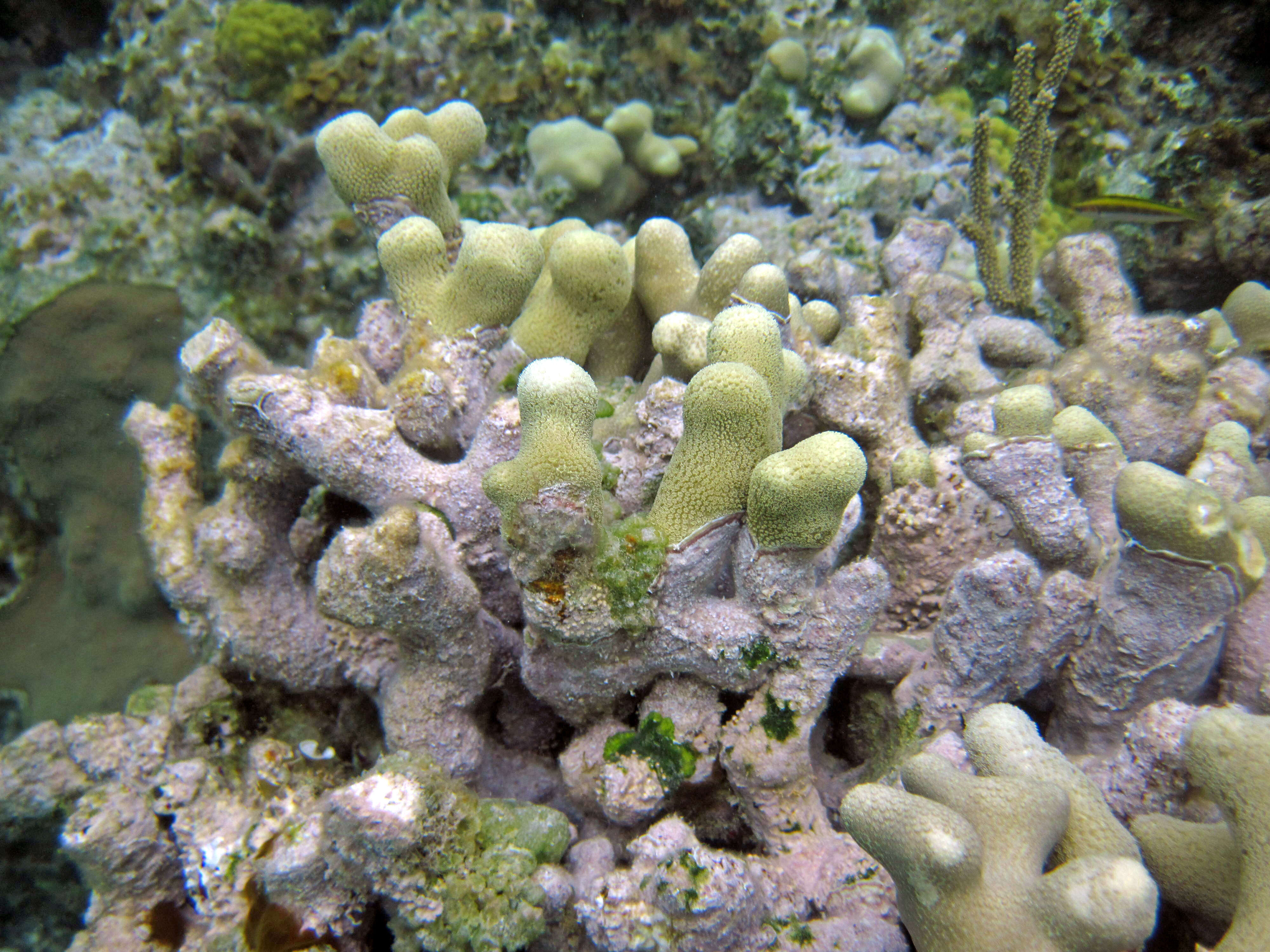 Image of Branched Finger Coral