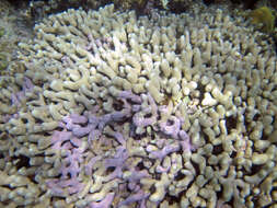 Image of Branched Finger Coral