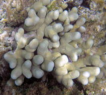 Image of Branched Finger Coral