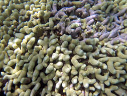 Image of Branched Finger Coral