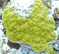 صورة Porites astreoides Lamarck 1816