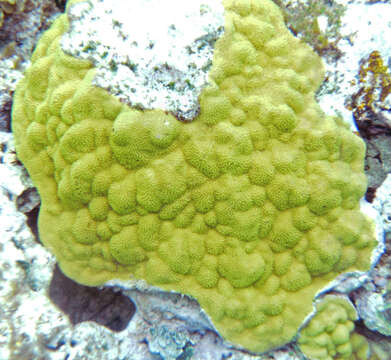 Image of Mustard Hill Coral