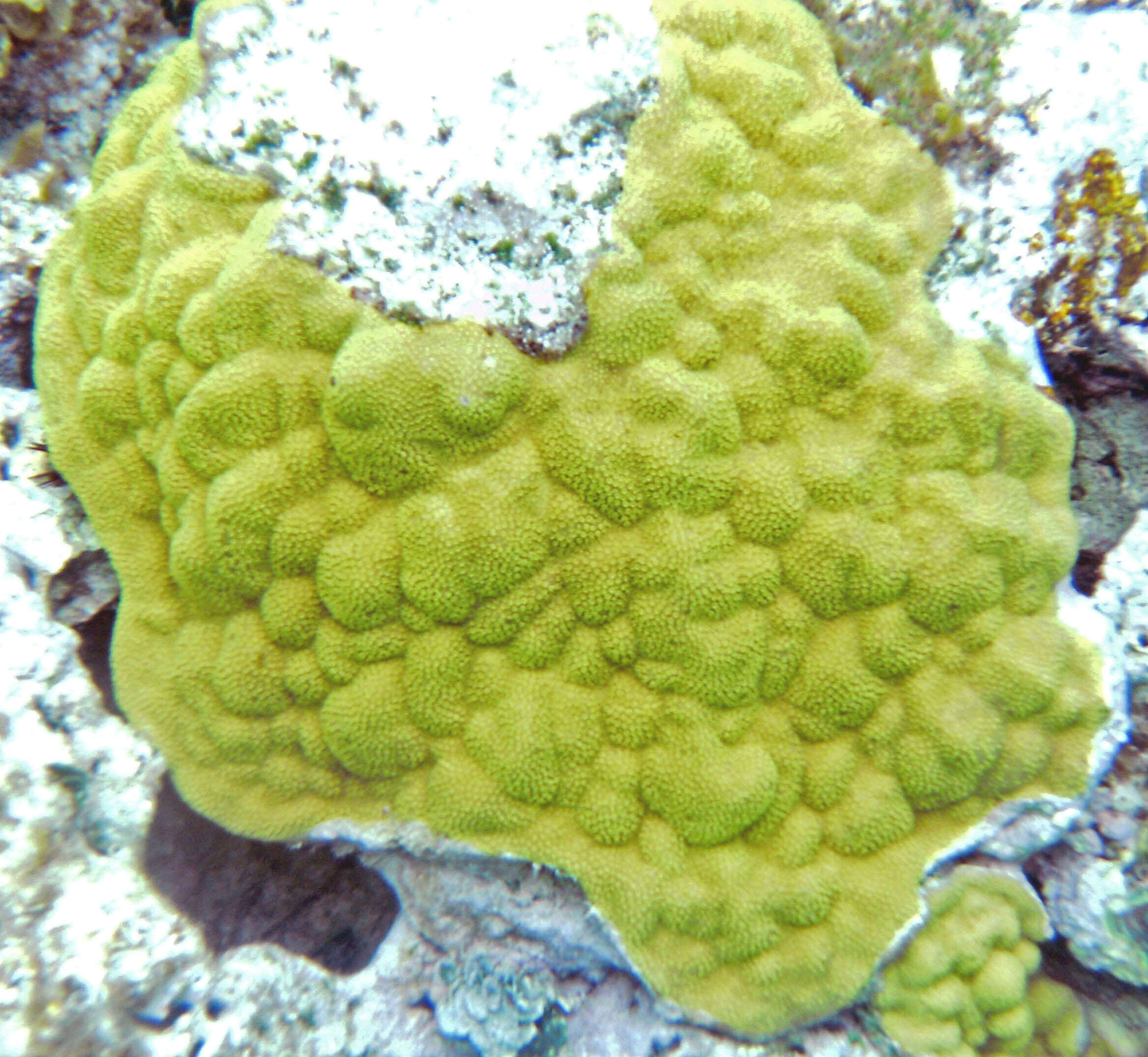 صورة Porites astreoides Lamarck 1816