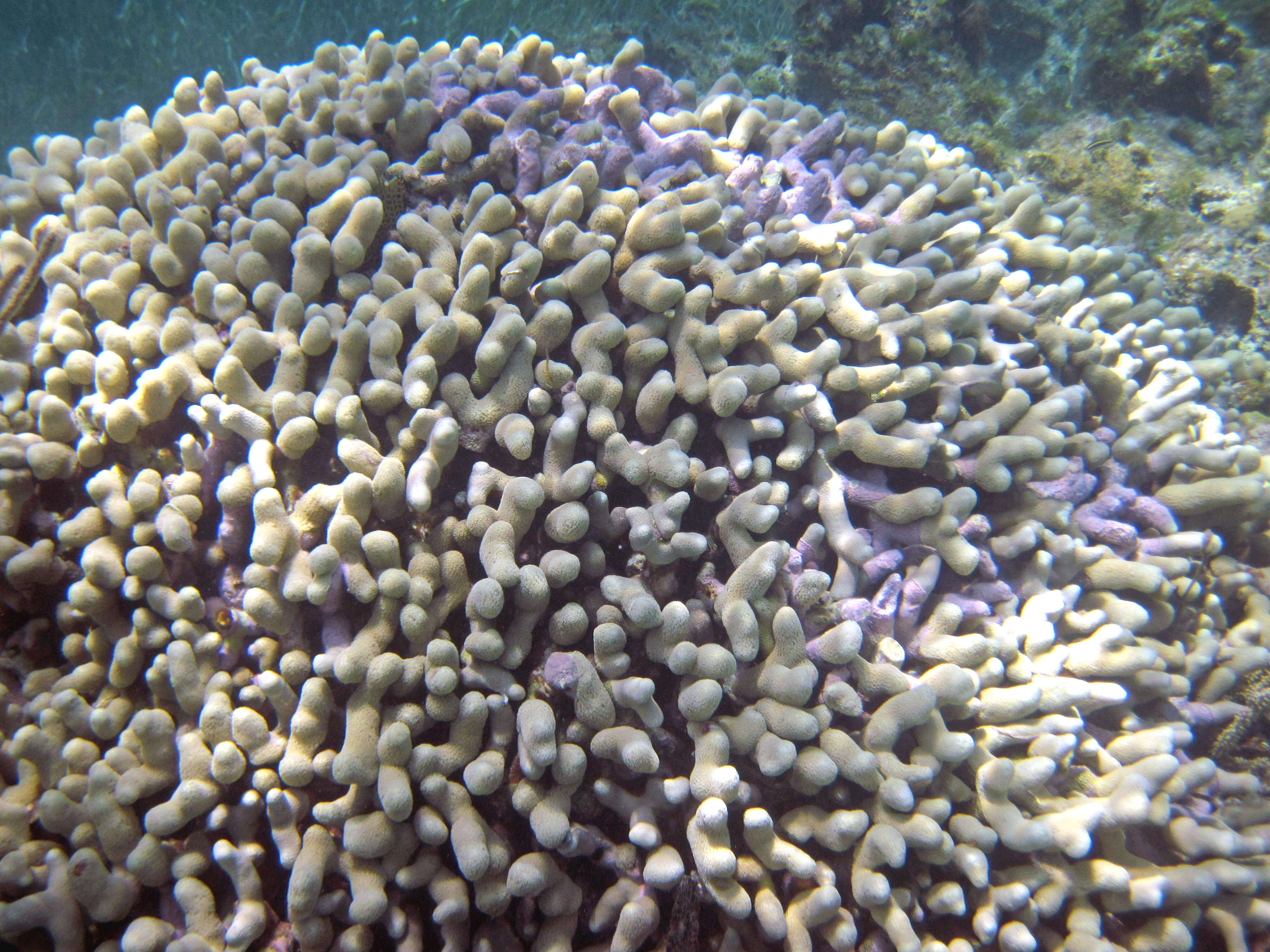 Image of Branched Finger Coral