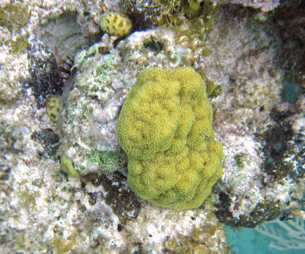 Image of Mustard Hill Coral