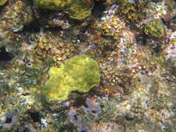 صورة Porites astreoides Lamarck 1816