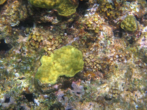 Image of Mustard Hill Coral