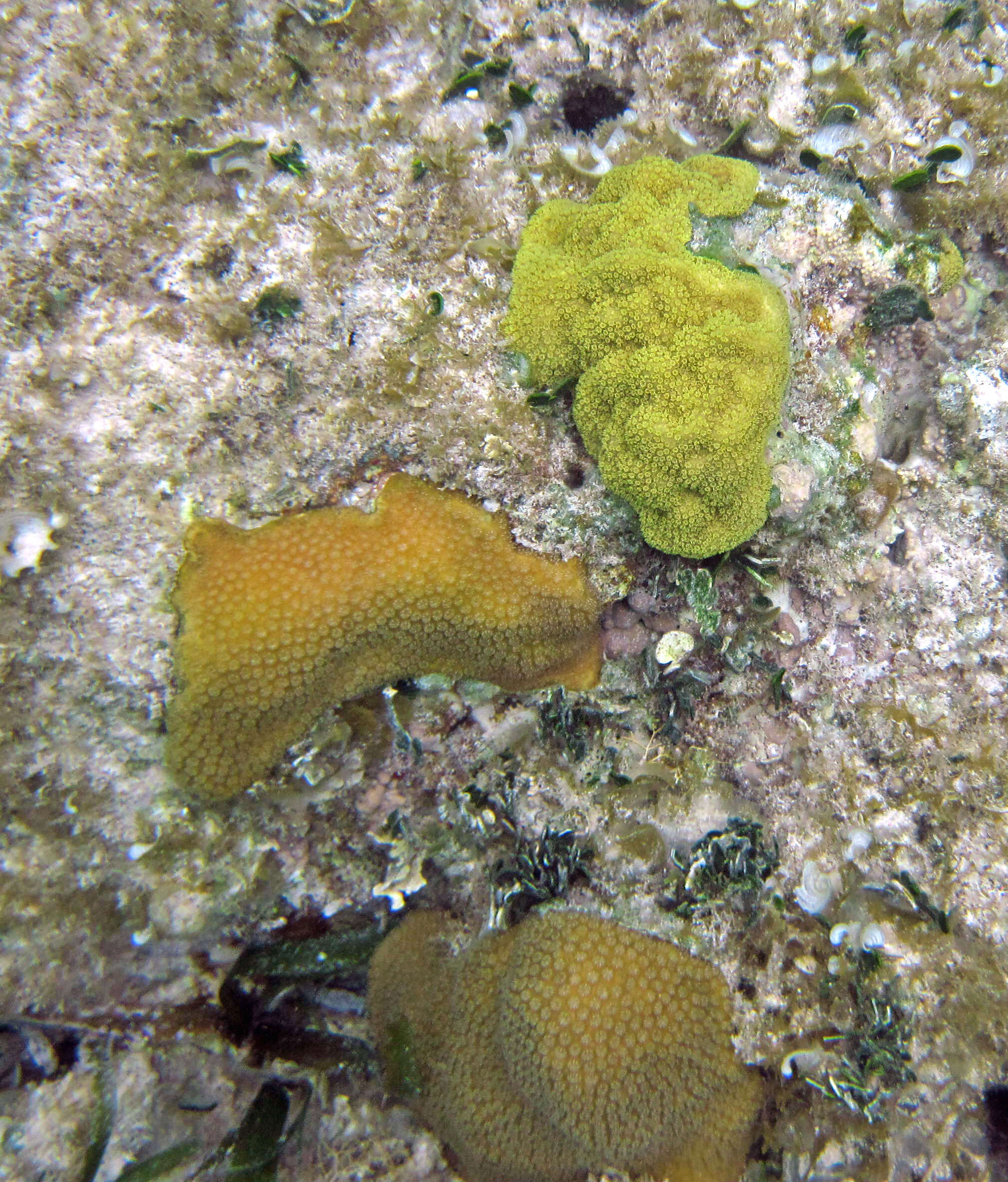 صورة Porites astreoides Lamarck 1816